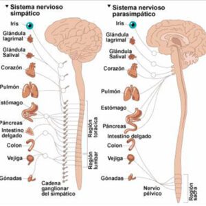 Fisiología del Sistema Nervioso